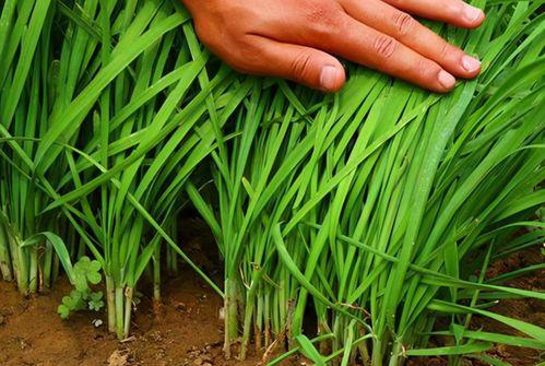 爆料假割韭菜视频大全最新,最新爆料假割韭菜视频大盘点